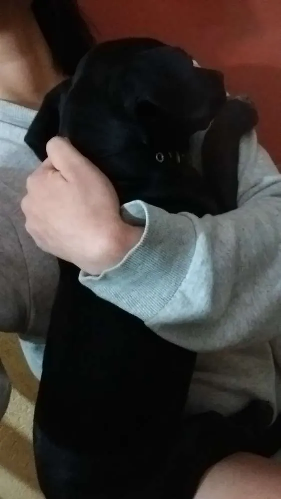 Cachorro ra a SRD idade 2 a 6 meses nome Ravena