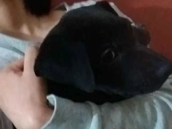 Cachorro ra a SRD idade 2 a 6 meses nome Ravena