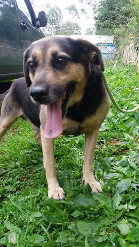 Cachorro ra a SRD idade 3 anos nome PASTOR