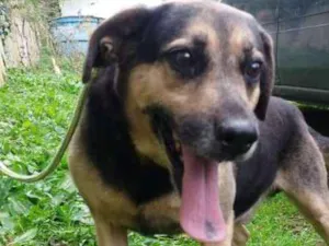 Cachorro raça SRD idade 3 anos nome PASTOR