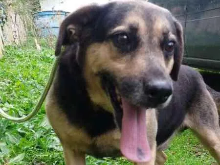 Cachorro ra a SRD idade 3 anos nome PASTOR