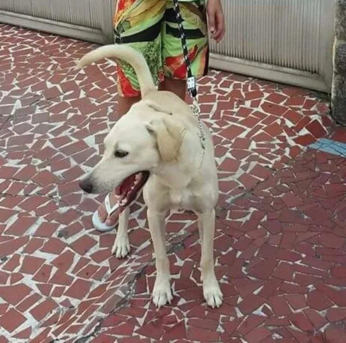 Cachorro raça Vira lata (Mistura c/Labrador) idade 5 anos nome Marley