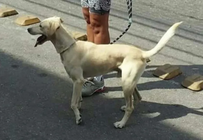 Cachorro raça Vira lata (Mistura c/Labrador) idade 5 anos nome Marley