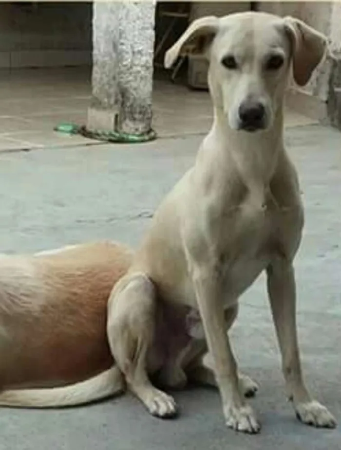 Cachorro raça Vira lata (Mistura c/Labrador) idade 5 anos nome Marley