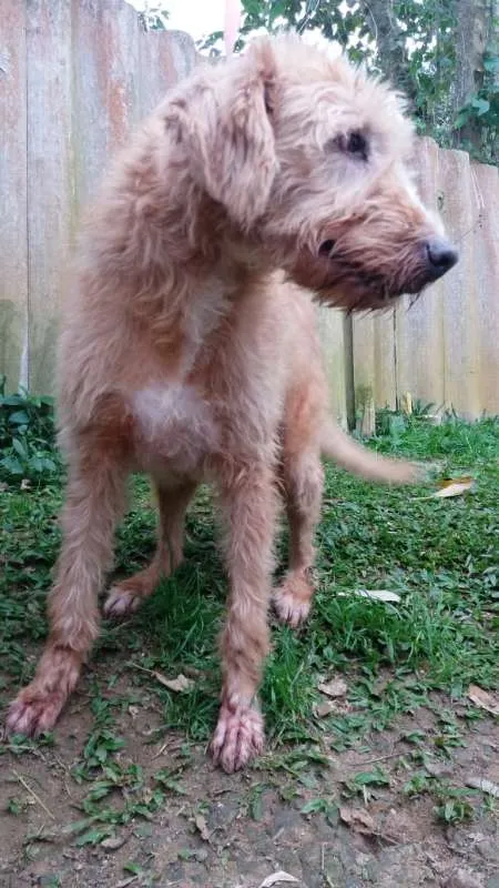 Cachorro ra a SRD idade 6 ou mais anos nome LOIRO