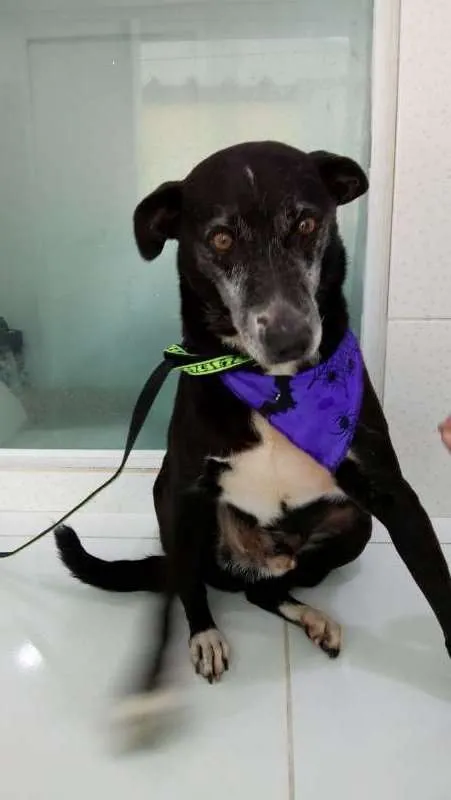 Cachorro ra a SRD  idade 6 ou mais anos nome PRETINHO 