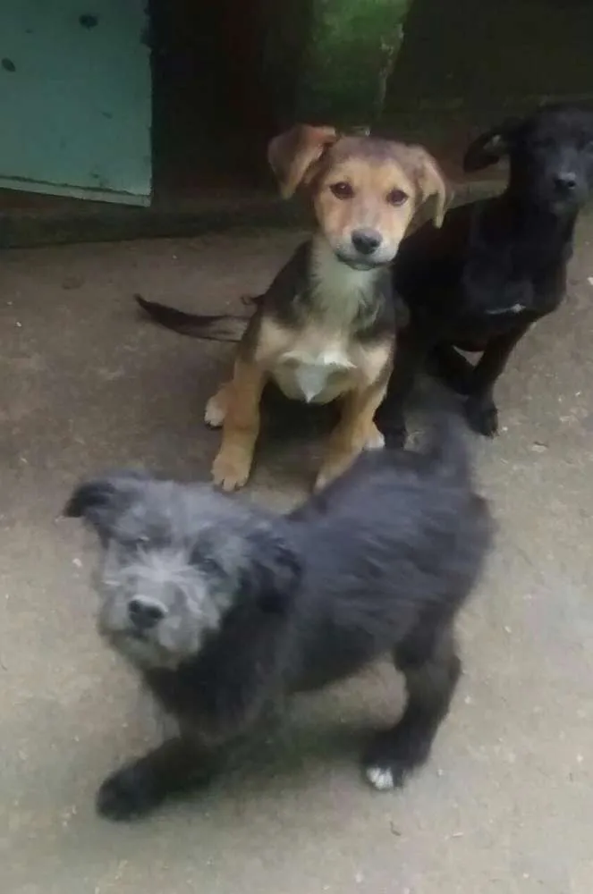 Cachorro ra a SRD idade 2 a 6 meses nome Filhotes de SRD
