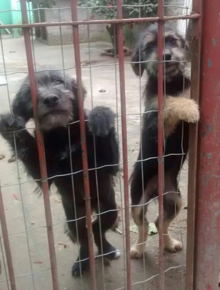 Cachorro ra a SRD idade 2 a 6 meses nome Filhotes de SRD