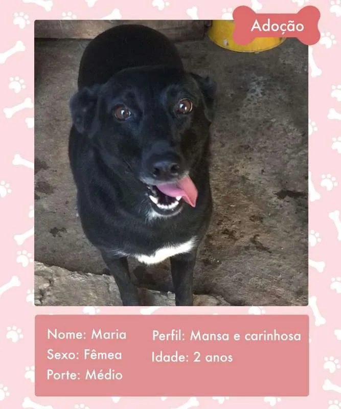 Cachorro ra a SRD  idade 2 anos nome MARIA 
