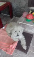 fred