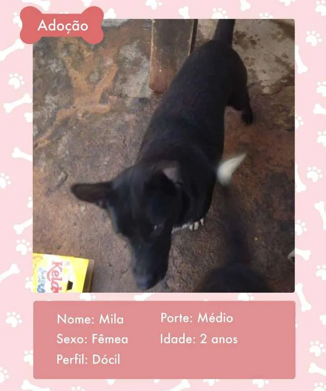 Cachorro ra a SRD idade 2 anos nome MILA