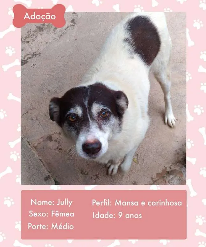 Cachorro ra a SRD idade 6 ou mais anos nome JULLY