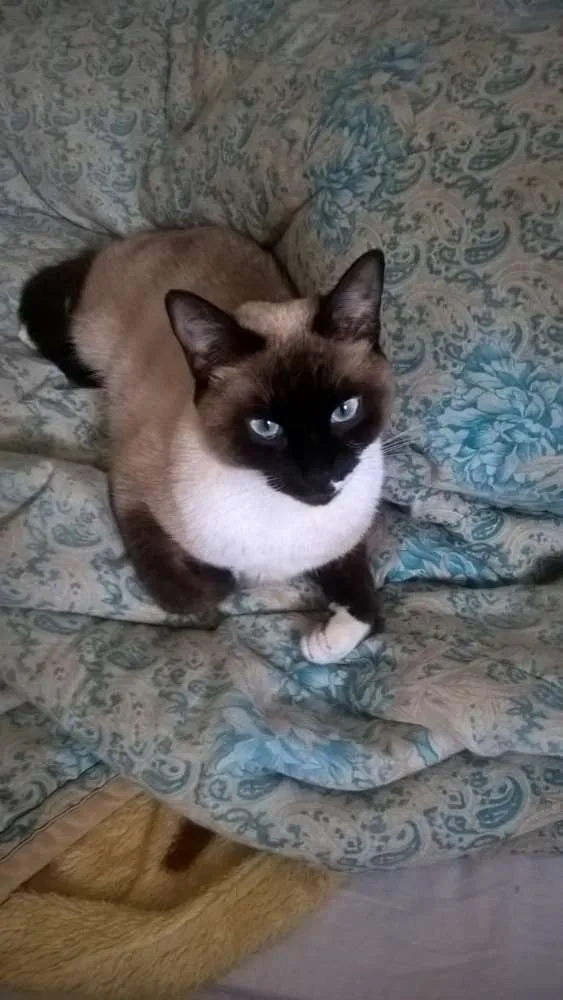 Gato ra a Sdr idade 7 a 11 meses nome Dori