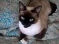 Dori
