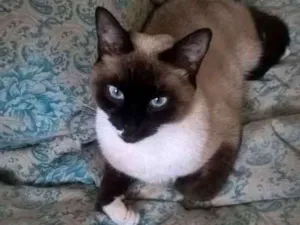 Gato raça Sdr idade 7 a 11 meses nome Dori