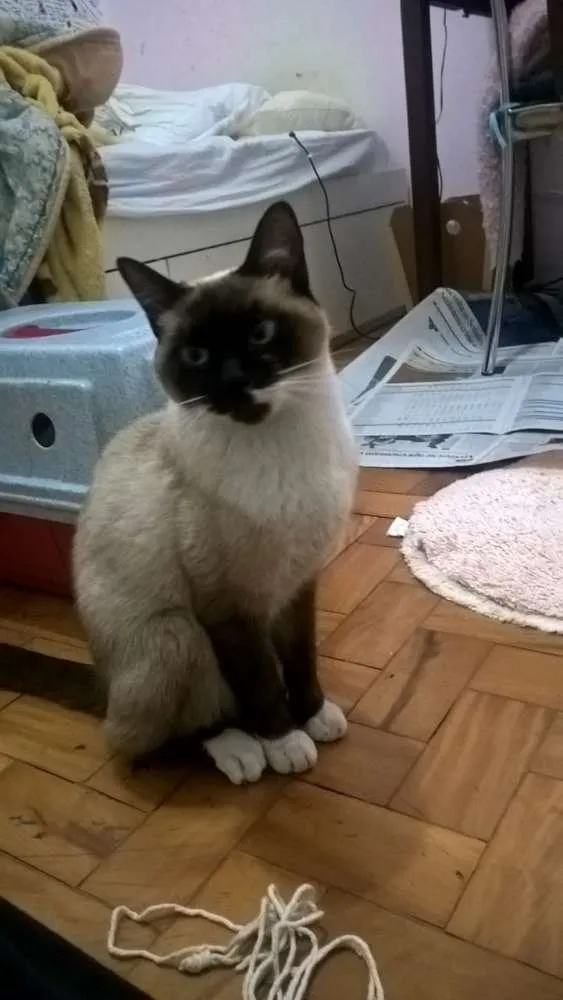 Gato ra a Sdr idade 7 a 11 meses nome Dori