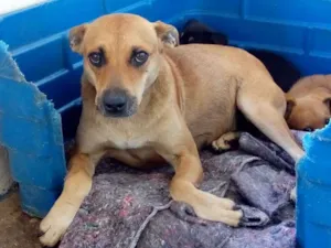 Cachorro raça SRD idade 4 anos nome LINA