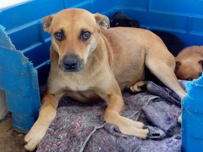 Cachorro ra a SRD idade 4 anos nome LINA