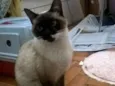Dori