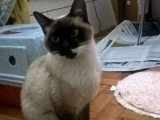 Gato ra a Sdr idade 7 a 11 meses nome Dori