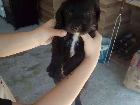 Cachorro ra a Srd idade Abaixo de 2 meses nome Sem nome 