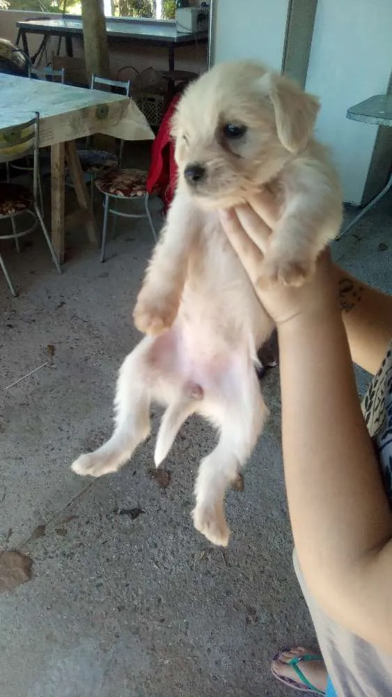 Cachorro ra a Srd idade Abaixo de 2 meses nome Sem nome 