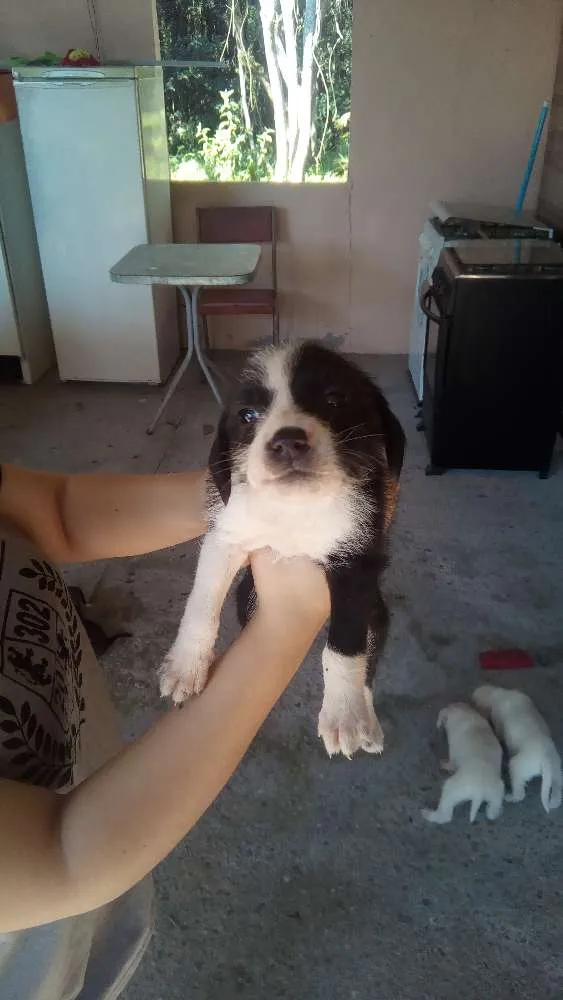 Cachorro ra a Srd idade Abaixo de 2 meses nome Sem nome 