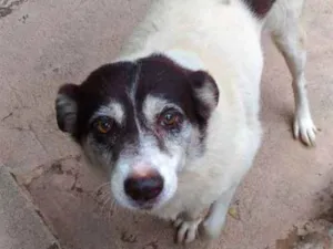 Cachorro raça SRD idade 6 ou mais anos nome JULLY
