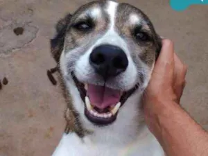 Cachorro raça SRD idade 3 anos nome DYLAN 