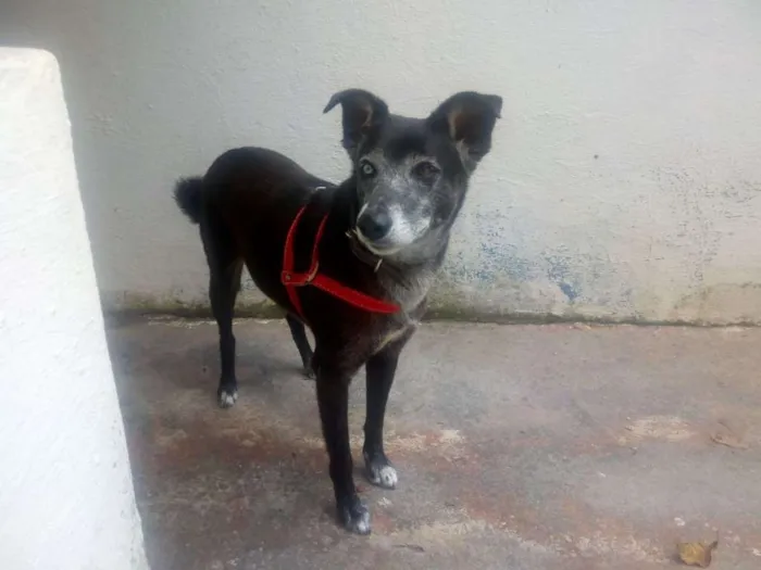 Cachorro ra a SRD idade 6 ou mais anos nome LUCY