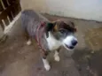 CHICA