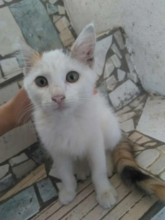 Gato raça Gato doméstico idade 2 a 6 meses nome Penelope