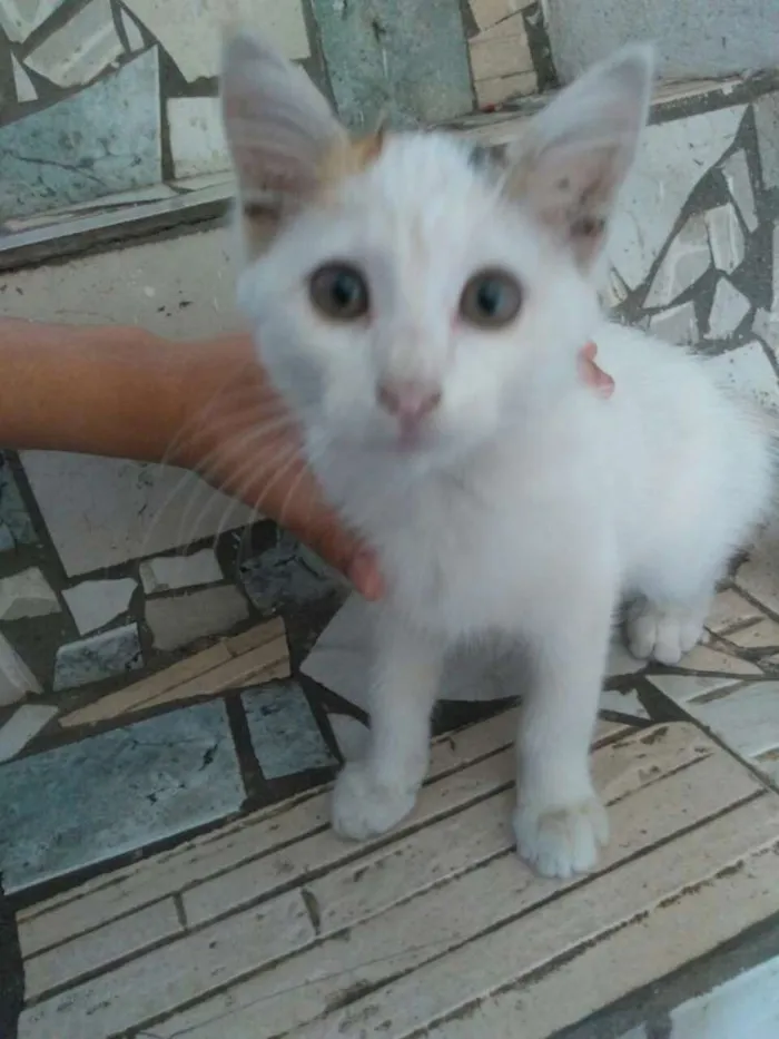 Gato raça Gato doméstico idade 2 a 6 meses nome Penelope