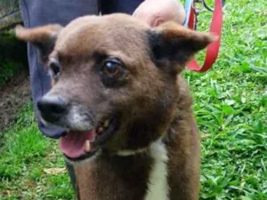 Cachorro raça SRD idade 6 ou mais anos nome REGIS