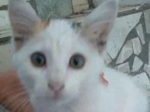 Gato raça Gato doméstico idade 2 a 6 meses nome Penelope