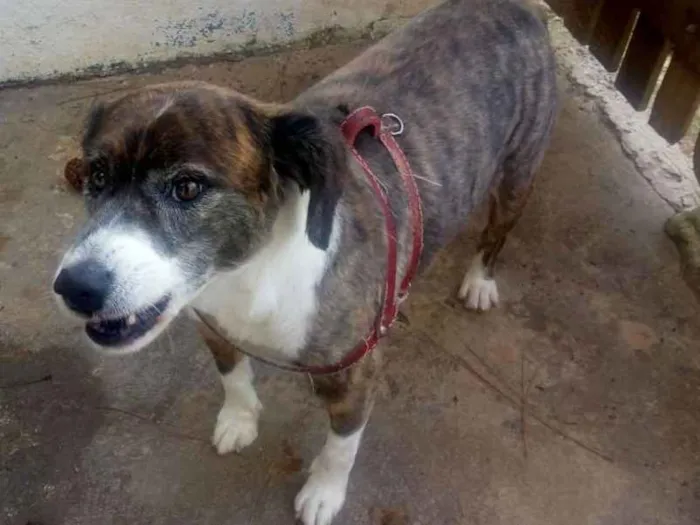 Cachorro ra a SRD idade 6 ou mais anos nome CHICA