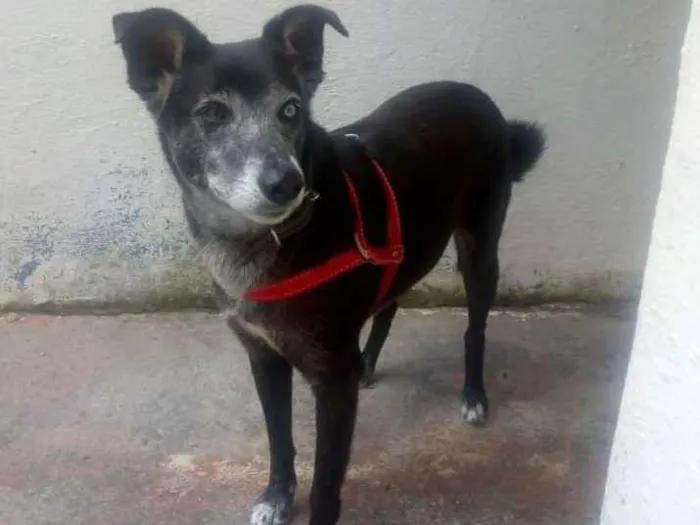 Cachorro ra a SRD idade 6 ou mais anos nome LUCY