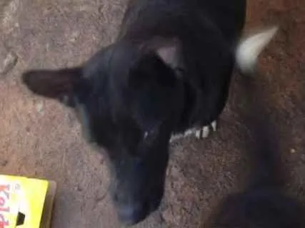Cachorro ra a SRD idade 2 anos nome MILA