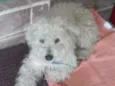 fred