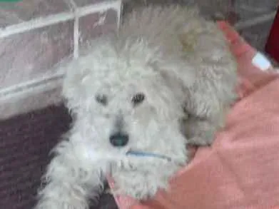 Cachorro ra a Poodle idade 7 a 11 meses nome fred