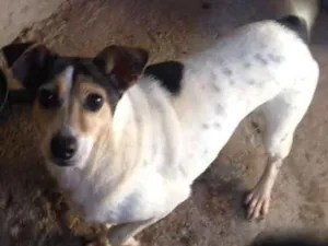 Cachorro raça SRD idade 6 ou mais anos nome MAYARA 