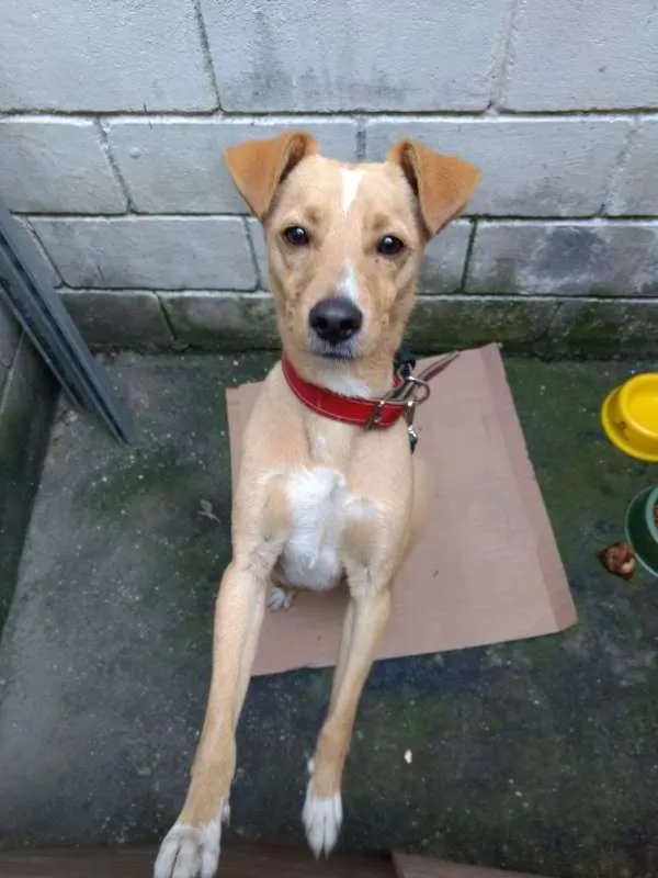 Cachorro ra a SRD idade 2 anos nome ROMARIO 