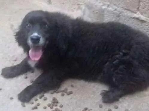 Cachorro ra a SRD idade 6 ou mais anos nome MALI