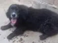 MALI