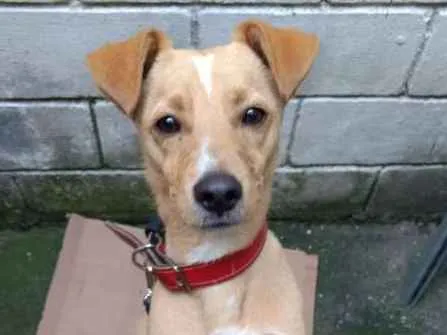 Cachorro ra a SRD idade 2 anos nome ROMARIO 
