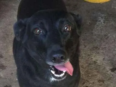 Cachorro ra a SRD  idade 2 anos nome MARIA 