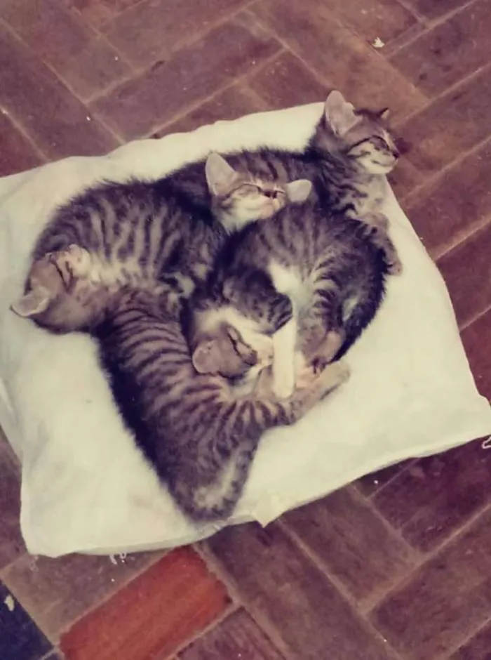 Gato ra a Sem raça definida idade 2 a 6 meses nome Ainda sem nomes
