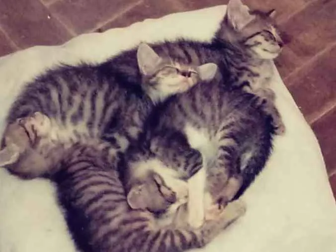 Gato ra a Sem raça definida idade 2 a 6 meses nome Ainda sem nomes