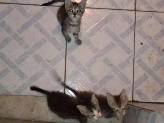 Gato ra a Sem raça definida idade 2 a 6 meses nome Ainda sem nomes