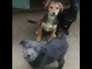 Cachorro raça SRD idade 2 a 6 meses nome Filhotes de SRD